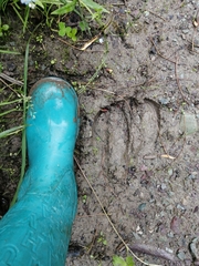 Cervus canadensis sibiricus