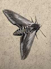 Sphinx perelegans