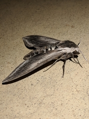 Sphinx perelegans