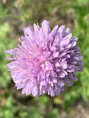 Peronospora violacea