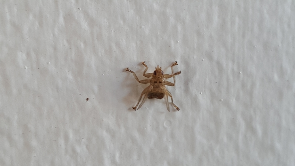 Crataerina hirundinis