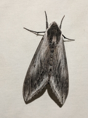 Sphinx perelegans