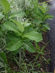 Asclepias syriaca