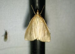 Nascia acutellus