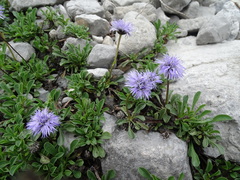 Globularia cordifolia