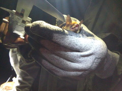 Myotis auriculus