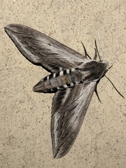 Sphinx perelegans