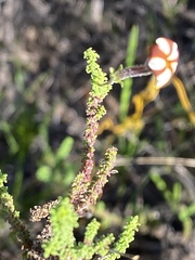 Jamesbrittenia albomarginata