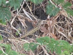 Calotes versicolor