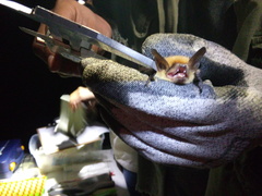 Myotis auriculus