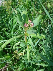 Impatiens glandulifera