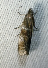 Acrobasis vaccinii