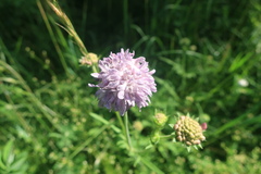 Peronospora violacea