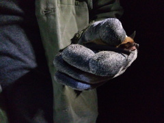 Myotis auriculus