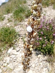 Asphodeline