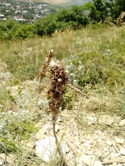 Asphodeline