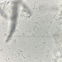 Pluteus velutinus