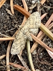 Eupithecia inturbata