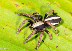 Storenomorpha dejiangensis