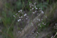 Gypsophila altissima