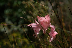 Gladiolus virgatus