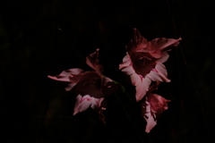 Gladiolus virgatus