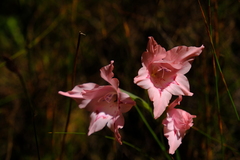 Gladiolus virgatus