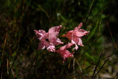 Gladiolus virgatus