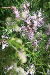 Microbotryum superbum