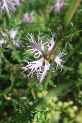 Microbotryum superbum