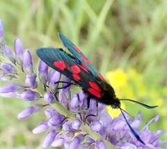 Zygaena viciae