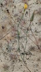 Tragopogon borysthenicus