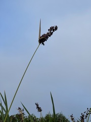 Thalia dealbata