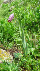 Fritillaria