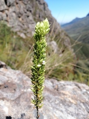 Muraltia alba