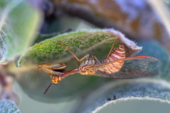 Mantispa aphavexelte