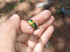 Monocesta ducalis