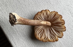 Pluteus velutinus