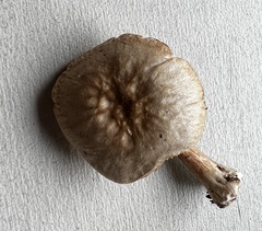 Pluteus velutinus