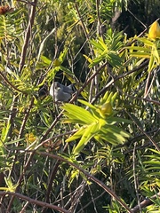 Zosterops borbonicus