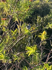 Zosterops borbonicus