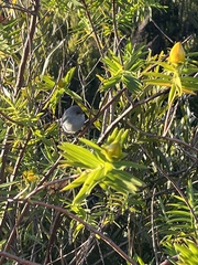 Zosterops borbonicus