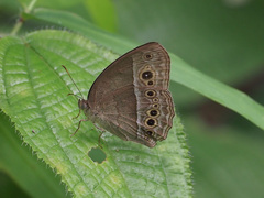 Mycalesis perseoides