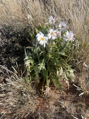 Dimorphotheca cuneata