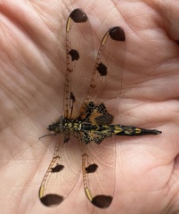 Celithemis elisa