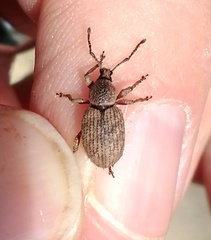 Otiorhynchus singularis