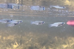 Gambusia rhizophorae