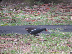Gallinula chloropus
