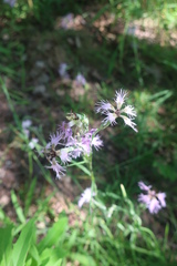 Microbotryum superbum