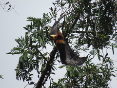 Pteropus niger